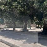 پارک جنگلی
