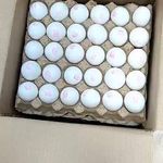 تولید و پخش تخم مرغ کیا الوان