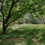 مشاور املاک فروش باغ و ویلا در شهریار