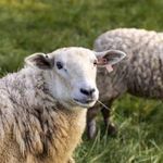 فروش گوسفند زنده  دامکالا