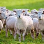 فروش گوسفند زنده  دامکالا