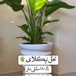 فروش آنلاین گل های آپارتمانی