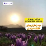 زعفران قائنات ( زعفران عبداللهی)