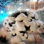 رستوران مروارید شعبه چیتگر