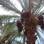 خرما فروشی