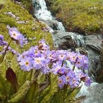 ییلاق سیلوانا