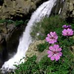 ییلاق سیلوانا