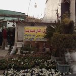 کاکتوسکده