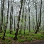 تفرجگاه آبشار جنگل گلستان