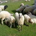 گوسفند زنده بره نر بره ماده قربانی