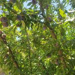 سویت اجاره ای