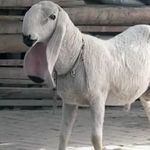 گوسفند گوشتی جهت قربانی 88