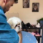 کلینیک دامپزشکی تریتامیرداماد