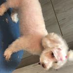 کلینیک دامپزشکی تریتامیرداماد