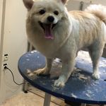 کلینیک دامپزشکی تریتامیرداماد