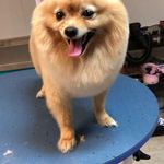 کلینیک دامپزشکی تریتامیرداماد