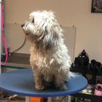 کلینیک دامپزشکی تریتامیرداماد