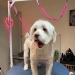 کلینیک دامپزشکی تریتامیرداماد