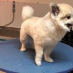 کلینیک دامپزشکی تریتامیرداماد