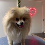 کلینیک دامپزشکی تریتامیرداماد