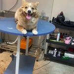 کلینیک دامپزشکی تریتامیرداماد