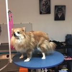 کلینیک دامپزشکی تریتامیرداماد