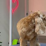 کلینیک دامپزشکی تریتامیرداماد