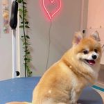 کلینیک دامپزشکی تریتامیرداماد