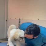 کلینیک دامپزشکی تریتامیرداماد