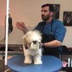 کلینیک دامپزشکی تریتامیرداماد