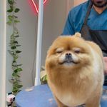 کلینیک دامپزشکی تریتامیرداماد