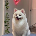 کلینیک دامپزشکی تریتامیرداماد