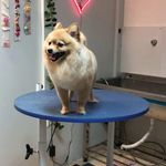 کلینیک دامپزشکی تریتامیرداماد