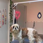 کلینیک دامپزشکی تریتامیرداماد