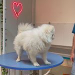 کلینیک دامپزشکی تریتامیرداماد