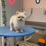 کلینیک دامپزشکی تریتامیرداماد