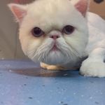 کلینیک دامپزشکی تریتامیرداماد