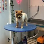 کلینیک دامپزشکی تریتامیرداماد