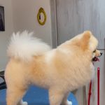 کلینیک دامپزشکی تریتامیرداماد