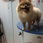 کلینیک دامپزشکی تریتامیرداماد