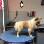 کلینیک دامپزشکی تریتامیرداماد