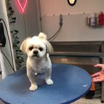 کلینیک دامپزشکی تریتامیرداماد