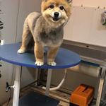 کلینیک دامپزشکی تریتامیرداماد