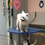 کلینیک دامپزشکی تریتامیرداماد