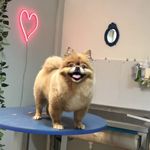 کلینیک دامپزشکی تریتامیرداماد