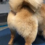 کلینیک دامپزشکی تریتامیرداماد