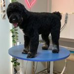 کلینیک دامپزشکی تریتامیرداماد