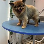 کلینیک دامپزشکی تریتامیرداماد