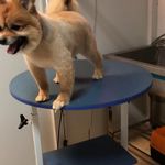 کلینیک دامپزشکی تریتامیرداماد