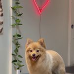 کلینیک دامپزشکی تریتامیرداماد